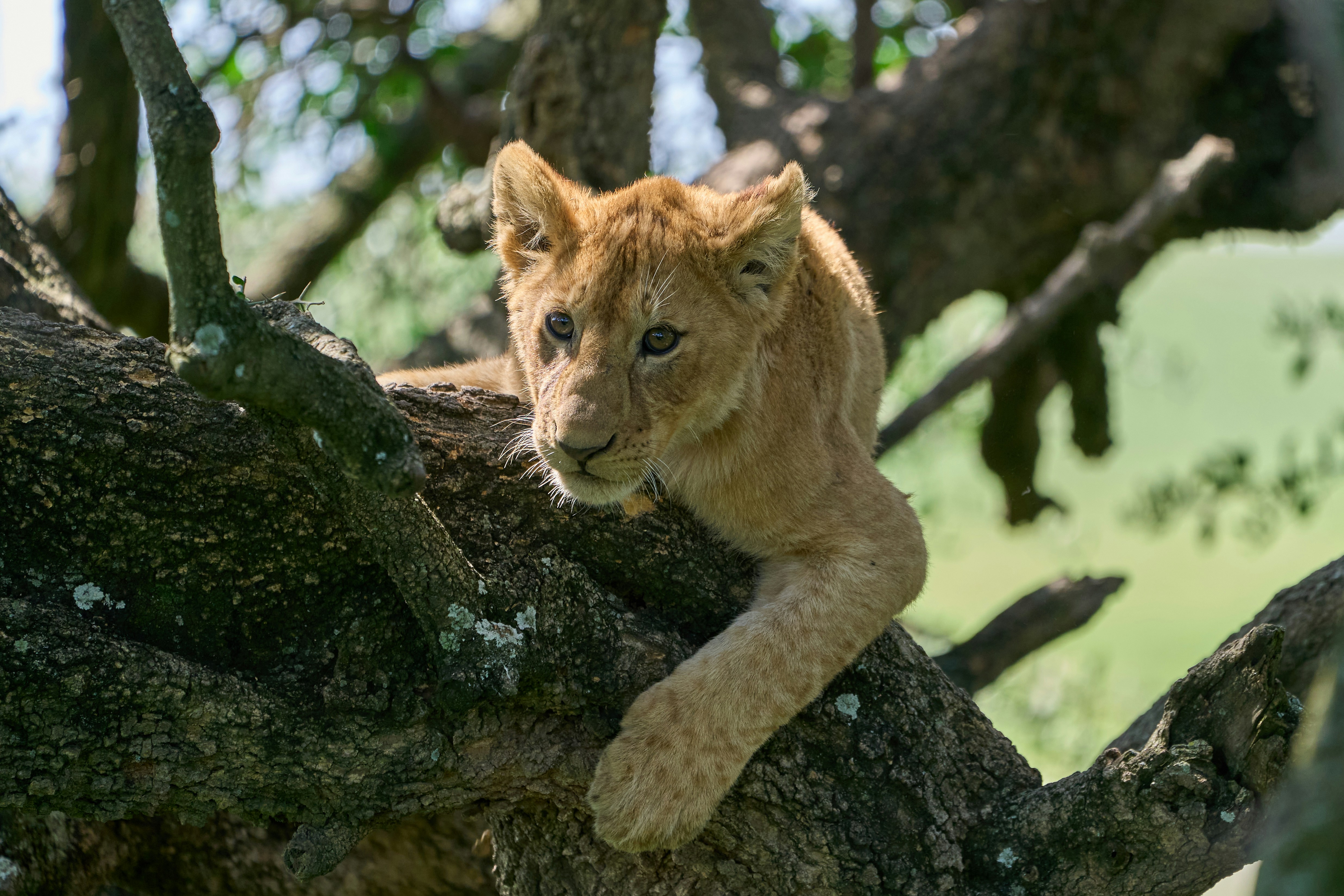 Serengeti airstrip with a small plane and wildlife nearby